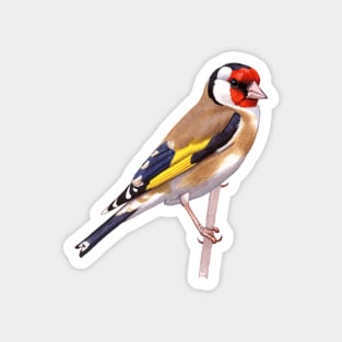 European Goldfinch Magnet