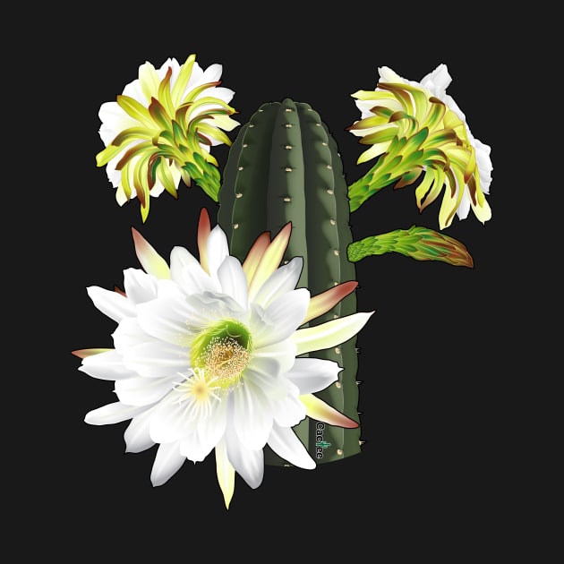 Trichocereus Pachanoi Flowering by Cactee