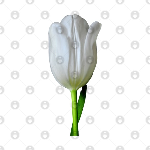 The White Tulip by MolinArte