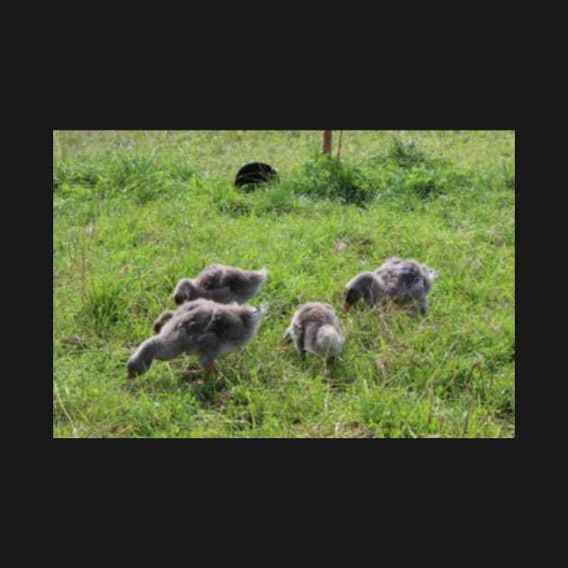 Baby Geese by neilgrainger