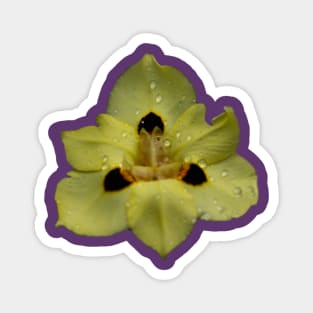 Yellow Pansy Magnet