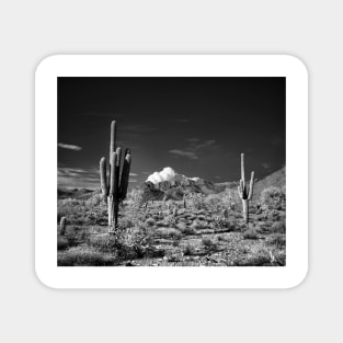 McDowell Sonoran Preserve, Scotsdale Arizona Magnet