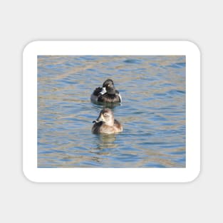 Wildlife gifts, waterfowl, ring-necked ducks Magnet