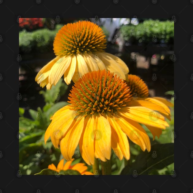 Summer Yellow Echinacea Blossom Rising by Photomersion