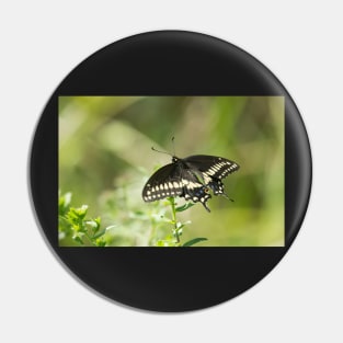 Black Swallowtail Pin