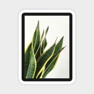 Sansevieria Magnet