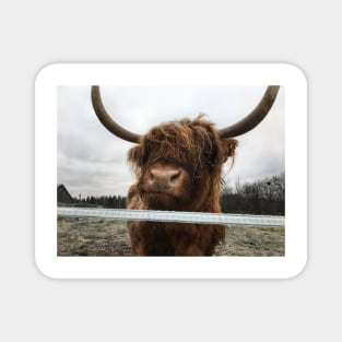 Scottish Highland Cattle Cow 2178 Magnet