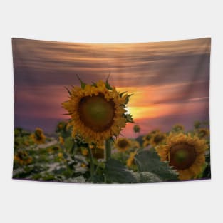 Breathtaking sunset over a sunflower field Tapestry