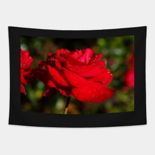 Red Hybrid Tea, Rose, Dewdrops, Flower Tapestry