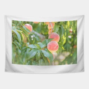 Ripe Summer Peaches in an Okanagan Orchard Tapestry