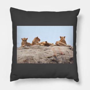 African Lions, Serengeti, Tanzania Pillow