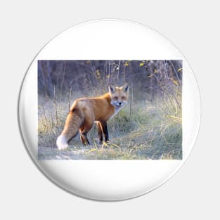 Red Fox in Autumn Pin