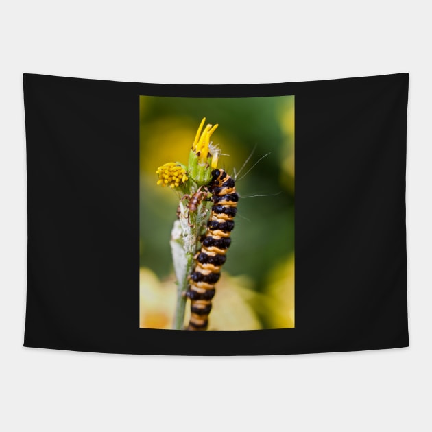 Orange and black striped caterpillar (Cinnabar moth) Tapestry by InspiraImage