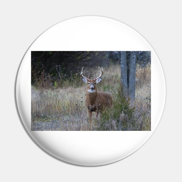 White-tailed buck Pin by Jim Cumming