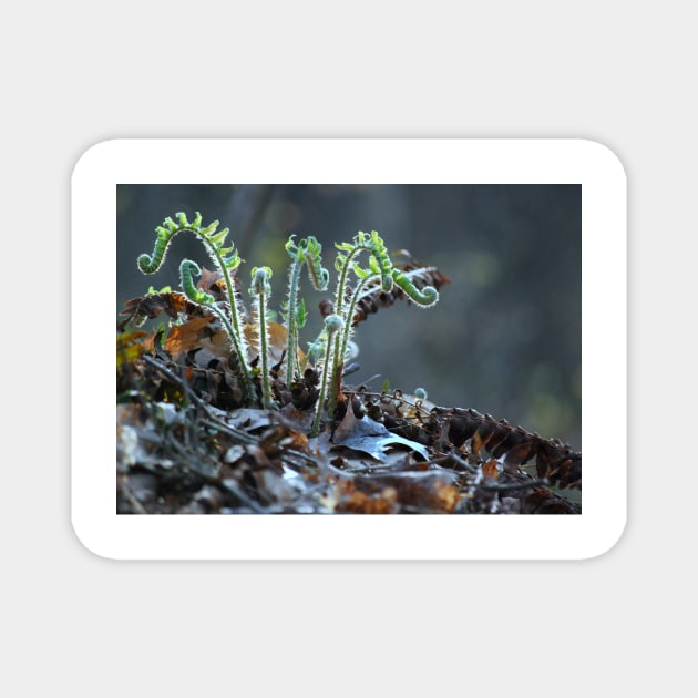 Fiddlehead Ferns Magnet by LaurieMinor