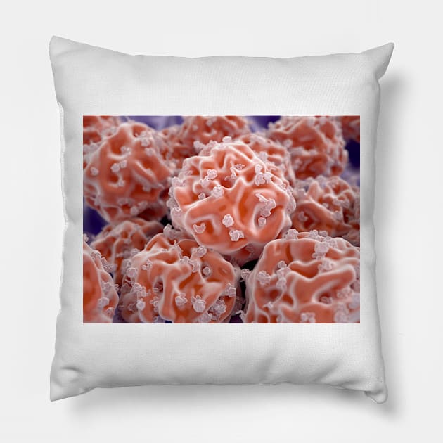 Stem cells, illustration (F013/1490) Pillow by SciencePhoto