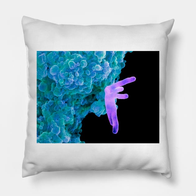 Bacteria infecting a macrophage, SEM (B220/1631) Pillow by SciencePhoto