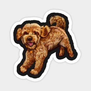 cavalier king charles spaniel poodle Cavapoo playing - Cavapoo puppy dog prancing about  - cavalier king charles spaniel poodle, puppy love Magnet