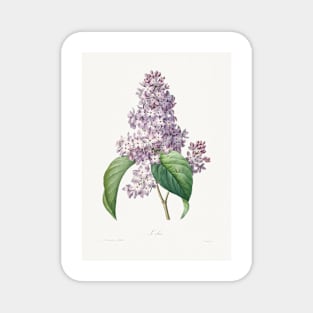 Lilac by Pierre-Joseph Redouté (1759–1840) Magnet