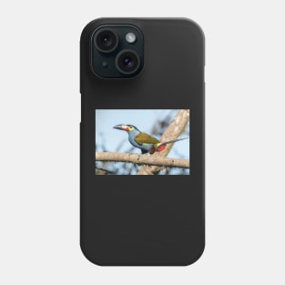 Plate-billed mountain toucan Phone Case