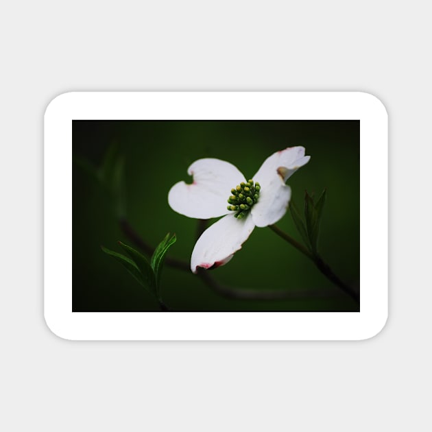 Dogwood Tree Blossom Magnet by LaurieMinor