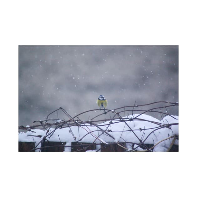 Blue tit in the snow by arlyon