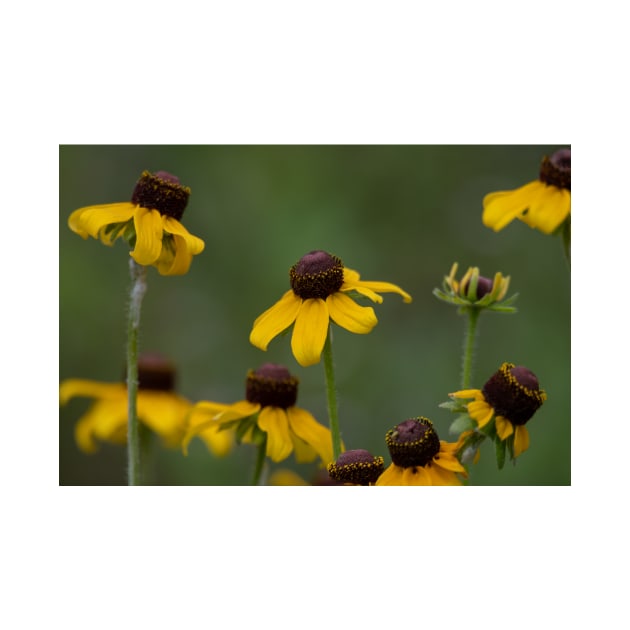 Yellow Wildflower Dancers by Debra Martz