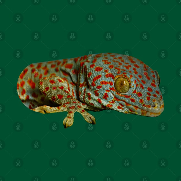 Tokay Gecko by dalyndigaital2@gmail.com