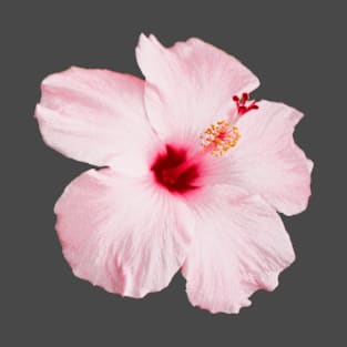 Pink Hibiscus Photograph Die Cut Hawaiian Flower T-Shirt