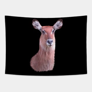 Waterbuck - Antelope - Gazelle - Africa Tapestry