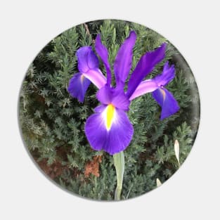 Purple and Yellow Iris Pin