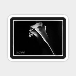 Calla Lilies B/W Magnet