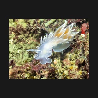 Alabaster Nudibranch / White-lined Dirona T-Shirt