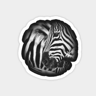 Dazzle of Zebra Stripes Magnet