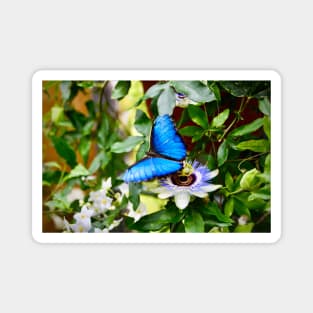 Schmetterling Morphofalter / Swiss Artwork Photography Magnet