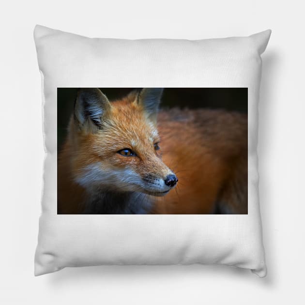 Red Fox, Algonquin Park, Canada Pillow by Jim Cumming