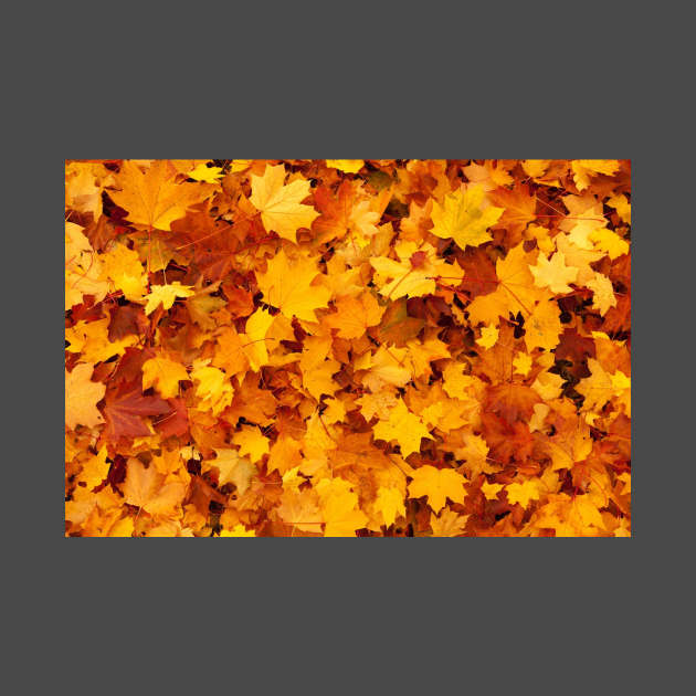 Yellow maple leaves in autumn / fall pattern by Montanescu