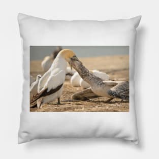 Gannet Feeding Pillow