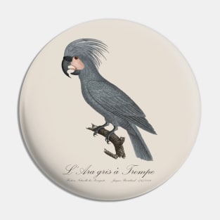 Grey Palm Cockatoo Parrot / L’Ara gris a Trompe - Jacques Barraband 19th century Illustration Pin