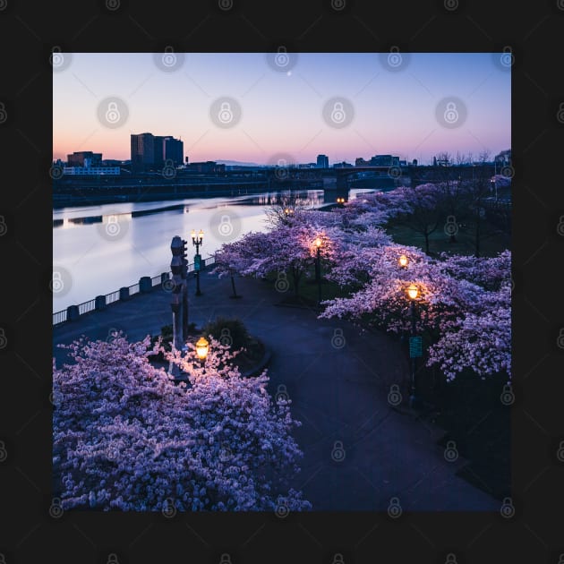 Cherry Blossoms Along The Waterfront in Portland Oregon by LaLunaWinters