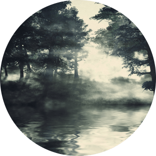 Misty pine forest Magnet