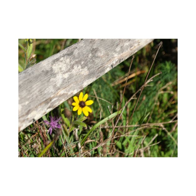 Pastel effect small bright yellow flower in field under rustic wooden fence rail.  imagine this on a  card or as wall art fine art canvas or framed print on your wall by brians101