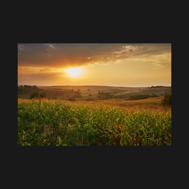 Corn field at sunset by naturalis