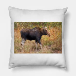 Moose - Algonquin Park, Canada Pillow