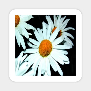 Daisy Blooms - White Floral Botanicals Magnet