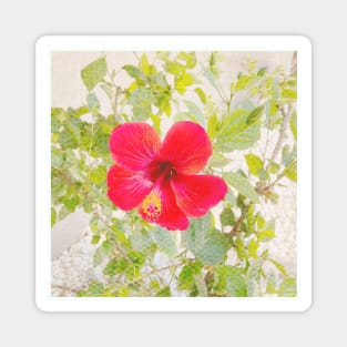 Pretty Red Flower with green leaves nature lovers beautiful photography design Magnet