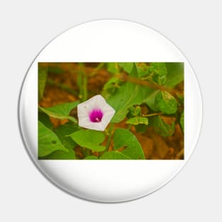 blla sweet potato Pin