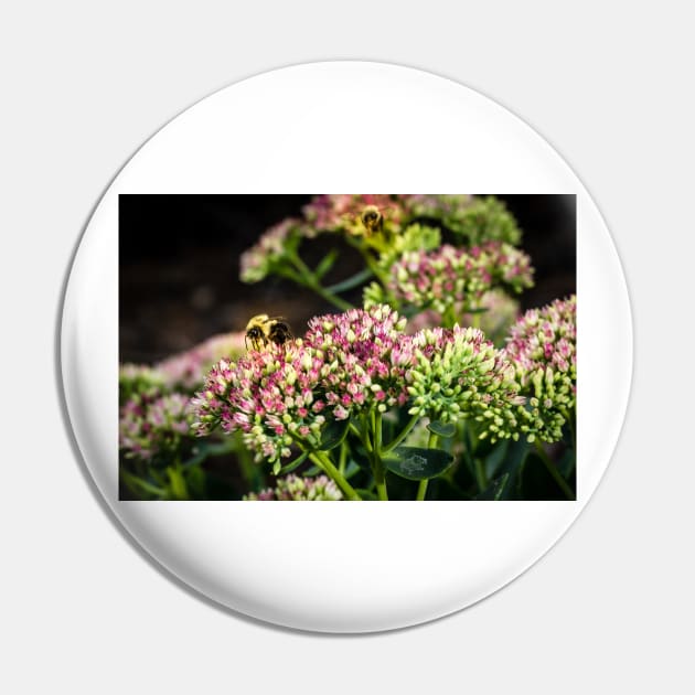 Bees On Sedum (Stonecrop) Flowers In The Garden Pin by Robert Alsop