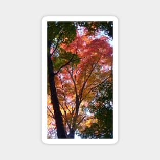 Indian Summer Magnet