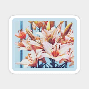 Pink lilies in the garden Magnet